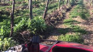 Irymple Vineyard