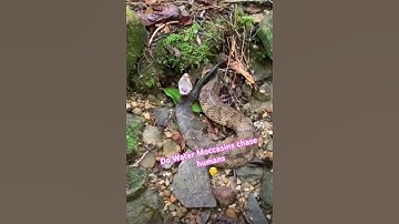 Water Moccasin chases a human 🐍