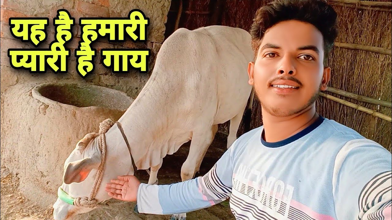 Village Life Cow Indian YouTube village-life-cow-indian-youtube