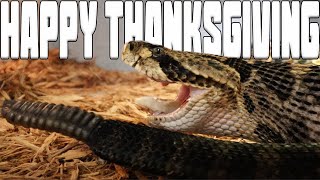 HAPPY THANKSGIVING VENOMOUS SNAKE FEEDING!