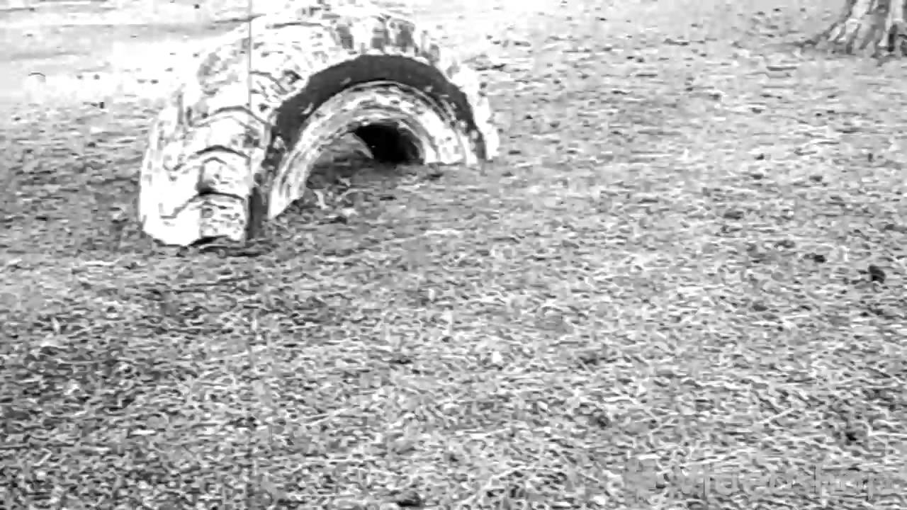 The first backflip ever recorded YouTube