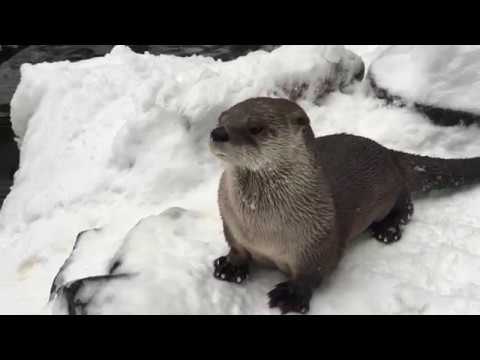 River otters Tilly and BC frolic in the snow