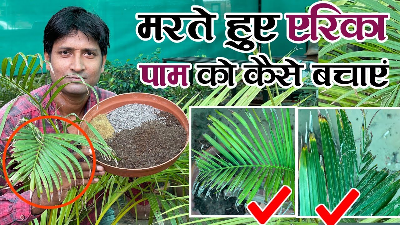 मरते हुए एरिका पाम को कैसे बचाएं | How To Save Dying Areca Palm