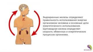 БИОФОН  Восстановление энергетики организма