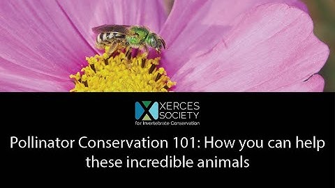 Pollinator Conservation 101: How you can help these incredible animals