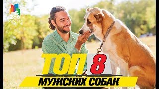 Топ 8 мужских собак \ Top 8 males dogs Топ 8 мужских собак \ Top 8 males dogs