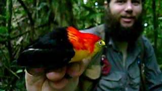 Wire-Tailed Manakin Captured In Ecuador