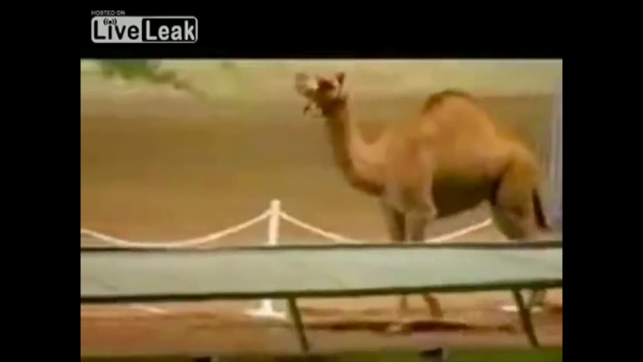 Dwarf Camel Racing 4 Midgets vs Camel Race - YouTube