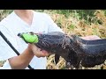 強烈バイトが病みつき！！初めてのライギョ釣り⚡️