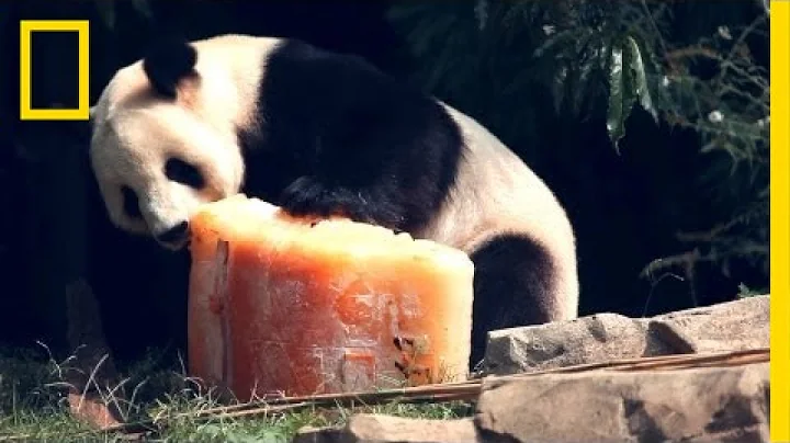 Birthday Cake for Panda | National Geographic - DayDayNews