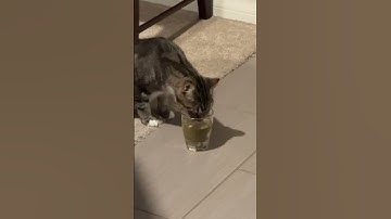 Lord Whiskey tries Catnip Tea for the first time (Part 2 of 3) - March 18, 2023