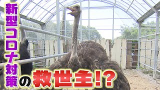 新型コロナと闘う“ダチョウ博士”【越前屋変人類研究所】