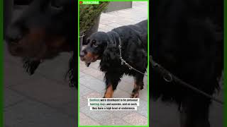 Gordon Setter  What dog breeds are the most popular today? #shorts