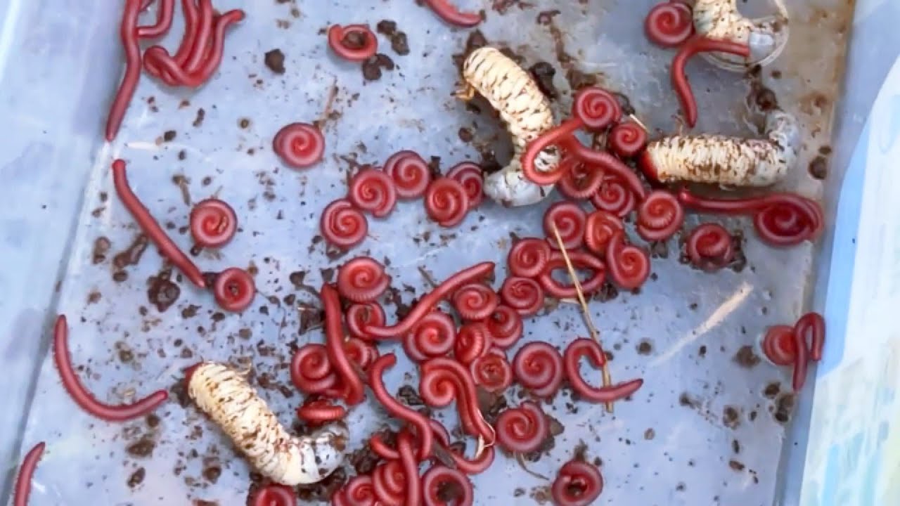 Wild Bug Catching | Rare Red Millipedes, Giant Worms & Creepy Crawlies
