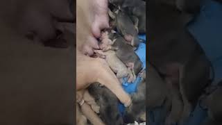 TriColor Blue nose American pits
