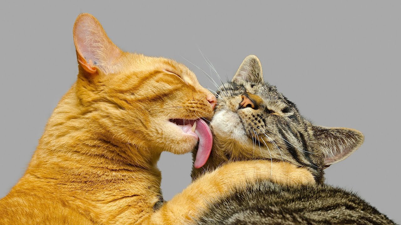 How Cats  Show Their Love  Cat  Care YouTube