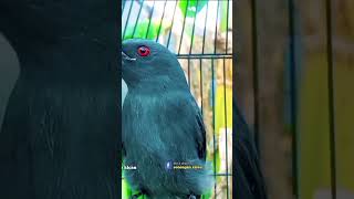 Download Lagu PANCINGAN MALAM HARI SRIGUNTING ABU ABU GACOR MP3