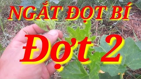 cách bấm ngọn đợt 2 bí đỏ hồ lô | giúp trái đủ dinh dưỡng đạt năng xuất🍅