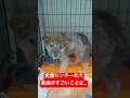 徳島愛護センターから皮膚病の仔犬を連れて帰りました
