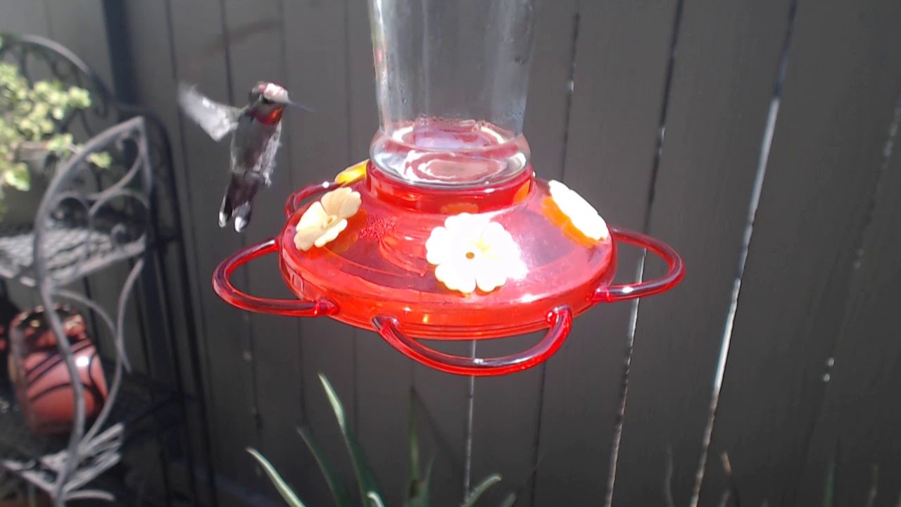 video phone beyonce mp3 Bella Hummingbird Nest Cam 09-01-2018 11:30:34 - 12:30:34