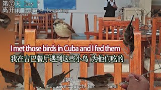 我在古巴度假餐厅喂鸟birds in holiday hotel in Cuba by 加拿大海哥Hihai Channel 30 views 3 weeks ago 4 minutes, 25 seconds