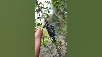 Lemon Plant Grafting 🪴 #shorts #devkeexperiment