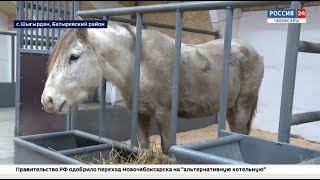 В селе Шыгырдан Батыревского района открылась новая лошадиная ферма