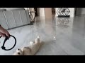 Slip Leash Review &amp; Unboxing Review &amp; Unboxing