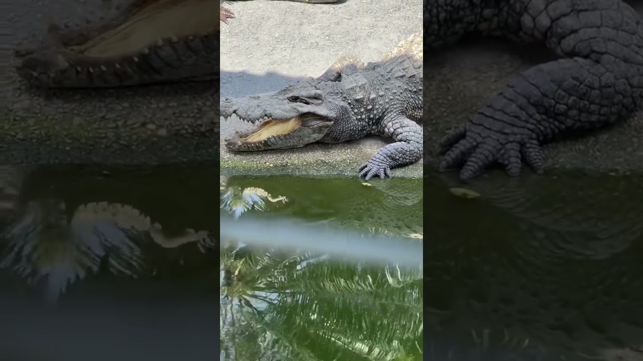 TP-HCM/ Vườn Thú Đại Nam / Bình Dương .