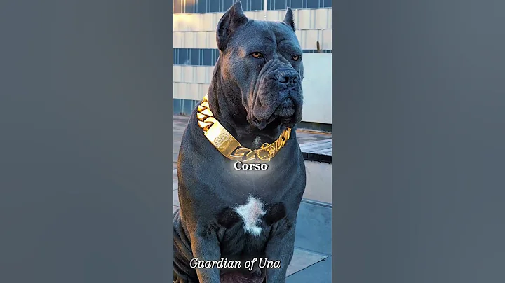 Top 5 Most Dangerous Hunting Dogs Ranked