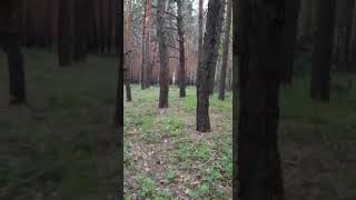 Chechen fighter during fight shouting " Khokhol, Here is Akhmat Sila, Surrender  now! "