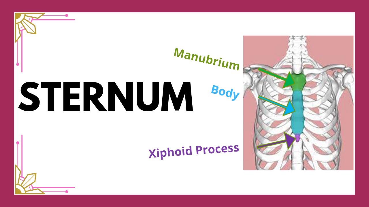 sternum | Breast Bone
