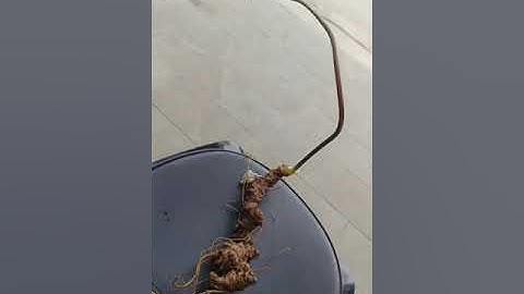 #sâm_ngọc_linh_rừng VIP quá các bác ơi 2 củ sâm rừng  130gr dài 45cm  giá 15tr  #sâm_ngọc_linh