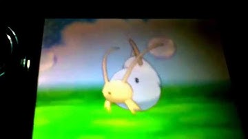 Shiny Barboach Caught In 55 Chain Fishing!