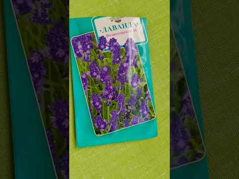 Видео: Lavender Mint Family - Выращивание лавандовой мяты