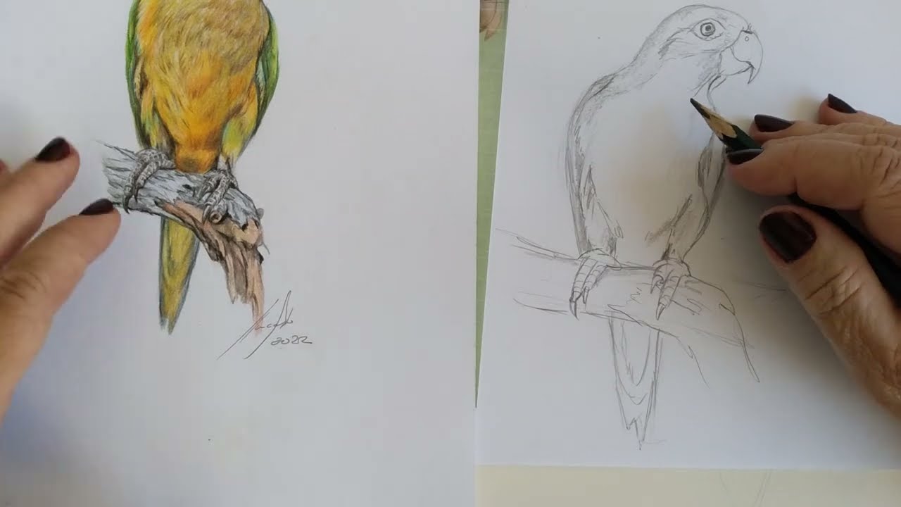 periquito da caatinga desenho realista: esboço