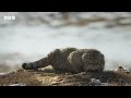 A Pallas's cat