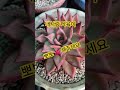 2025.5# 미스터트롯 ♡김홍남♧뽀뽀 ♡해주세요♡우리집 ♡다육이