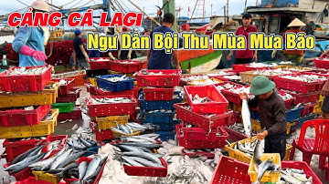 Ngư Dân Trúng 1000kg Cá Thu, Cảng Cá Lagi Bình Thuận | Cuộc Sống Nghề Biển
