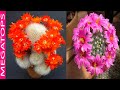 9 Cactus con Flores más Espectaculares