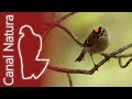 Reyezuelo listado (Regulus ignicapilla) Common Firecrest 4K