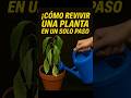 ¡Revive tu Planta MARCHITA en 1 PASO! 1