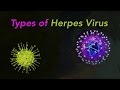 Types of herpes