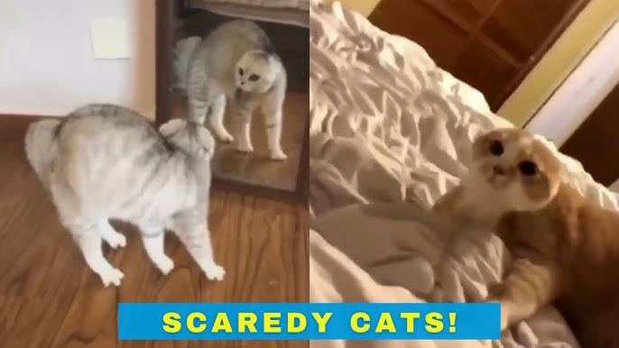 Scaredy Cats Compilation