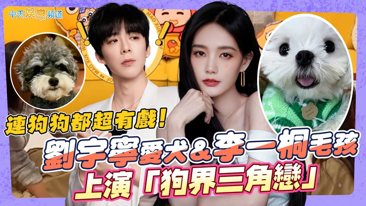 【撩星聞】連狗狗都超有戲！劉宇寧愛犬＆李一桐毛孩上演「狗界三角戀」 | 毛雪汪