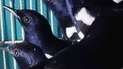 KIOS BURUNG LANGKA  TERBARU ABS JATIBARANG PABRIK GULA BREBES/TEGAL