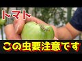 【トマト】この害虫に要注意！大量発生する前に対策しないとまずいです【無農薬】