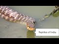 || Reptiles of India || #Snakes