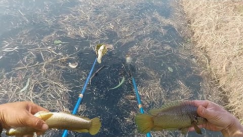 Xiệt Trúng Ổ Cá Lóc Cá Rô Khủng Trên Ruộng Bắt Không Nổi Luôn | kích cá miền tây