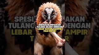 BURUNG PENGHANCUR TULANG #beardedvulture #burungpemakantulang #burung #faktahewan #shorts